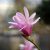 Magnolia loebneri Leonard Messel