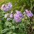 Phlox paniculata Franz Schubert