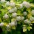 Physocarpus opulifolius Luteus ®