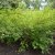 Physocarpus opulifolius Nugget, Smällspirea, busk C3,5