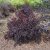 Physocarpus opulifolius All Black ® (Minall2), Smällspirea