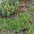 Pilosella aurantiaca (Hieracium aurantiacum)