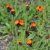 Pilosella aurantiaca (Hieracium aurantiacum)