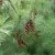 Pinus strobus