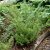 Polystichum setiferum Herrenhausen, Spetsbräken