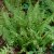 Polystichum setiferum Herrenhausen, Spetsbräken