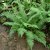 Polystichum setiferum