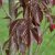 Prunus (Sato-zakura-Gruppen) Royal Burgundy