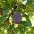 Prunus domestica Valor