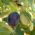 Prunus domestica Valor