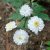 Ranunculus aconitifolius Flore Pleno (Pleniflorus), Stormhattsranunkel
