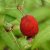 Rubus illecebrosus, Jordgubbshallon, C2