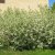 Cornus alba Elegantissima, Rysk Kornell, busk C3,5