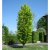 Fagus sylvatica Dawyck Gold