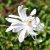 Magnolia stellata