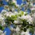 Malus Crittenden