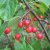 Malus Red Jade