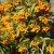 Pyracantha Soleil d´Or