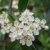 Pyracantha Soleil d´Or