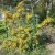 Pyracantha Soleil d´Or