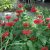 Monarda didyma Gardenview Scarlet