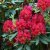Rhododendron cataw. Feuerschein (Hachmann´s Feuerschein), Rododendron, 30-40 C3