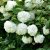Viburnum opulus Roseum