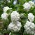 Viburnum opulus Roseum
