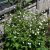 Ranunculus aconitifolius Flore Pleno (Pleniflorus), Stormhattsranunkel