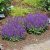 Salvia nemorosa Sensation ® Deep Blue