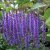 Salvia nemorosa Sensation ® Deep Blue