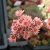 Sempervivum hybr. Granat