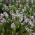 Thymus vulgaris Compactus
