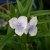 Tradescantia andersoniana Osprey, Tremastarblomma, P9cm