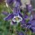 Aquilegia hybr. Spring Magic Navy & White