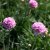 Armeria maritima Splendens Perfecta