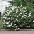 Rhododendron cauca. Cunningham´s White - Inkarho, Parkrododendron Inkarho, 30-40 C5