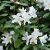 Rhododendron cauca. Cunningham´s White - Inkarho, Parkrododendron Inkarho, 30-40 C5