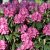 Rhododendron yak. Tatjana, Rododendron, 30-40 C5