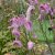 Sanguisorba Pink Brushes