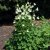 Aquilegia vulgaris