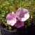 Malva moschata