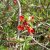 Chaenomeles x superba Crimson and Gold, Hybridrosenkvitten, busk C3,5