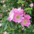 Rosa canina dumalis Västeråker E