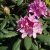 Rhododendron cataw. Roseum Elegans - Inkarho