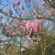 Magnolia liliiflora Heaven Scent