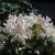 Rhododendron cauca. Cunningham´s White - Inkarho, Parkrododendron Inkarho, 30-40 C5