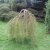 Caragana arborescens Walker