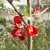 Chaenomeles x superba Crimson and Gold, Hybridrosenkvitten, busk C3,5