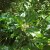 Ilex aquifolium Myrtifolia